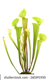 Yellow Pitcher Plant On A White Background