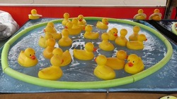 Yellow Plastic Ducks Swimming In A Pond At A State Fair