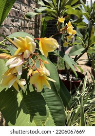 Yellow Plumeria Blooming. The Fragrant Lei Flower In A Garden