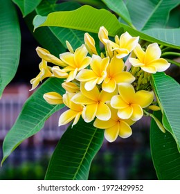 Yellow plumeria or frangipani flowers commonly found in south east asian countries such as Singapore, Thailand and Indonesia and Hawaii.