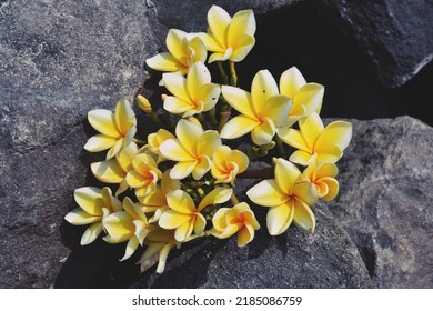 Yellow Plumeria With Stone Background