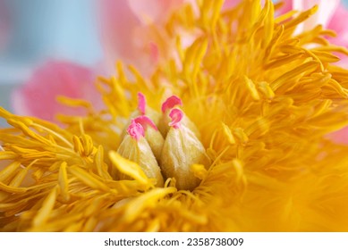 Yellow pollen surround the four pistils