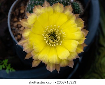 The Yellow Pollens in The Yellow Cactus Flower Blooming in The Pot