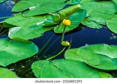 Yellow pond lily on an old lake. A pond with blooming water lilies on a summer sunny day, reflection trees in the water. Spatterdock. Yellow pond lily. Nuphar advena. - Powered by Shutterstock