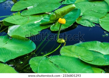 Yellow pond lily on an old lake. A pond with blooming water lilies on a summer sunny day, reflection trees in the water. Spatterdock. Yellow pond lily. Nuphar advena.