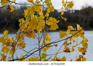 Yellow Poplar Leaves Against A River Background.