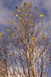 Yellow Poplar Tree In Winter
