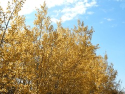 Yellow Poplar Trees Against A Blue Sky