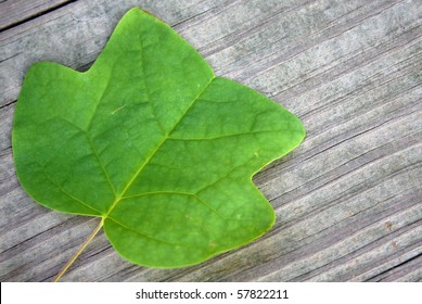 A Yellow Poplar Or Tulip Tree Leaf Over Wood Grain.