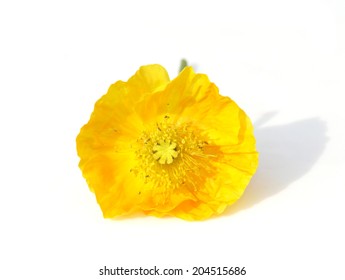 81,991 Yellow poppy flower Images, Stock Photos & Vectors | Shutterstock