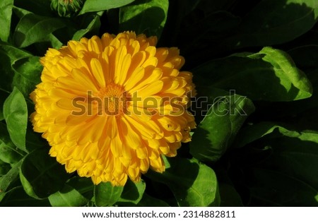 Yellow Pot marigold. Yellow flower in the garden                               