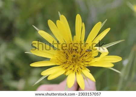 Yellow prairie daisy photo taken with Canon eos 1100D camera.