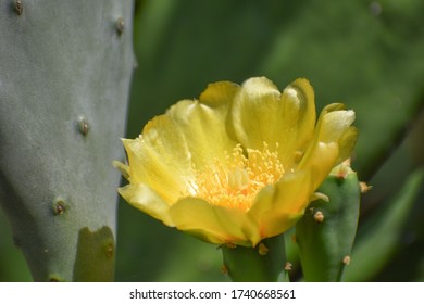 Yellow Prickly Pear Cactus Flower With Cactus Paddles Close-up. Florida Cactus. Native Plants United States. Yellow Cactus Flower. 