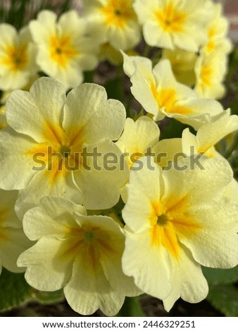 Yellow primrose blooming in spring up close