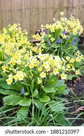 Yellow Primroses And Blue Muscari Or Grape Hyacinths In A Garden Flowerbed, Spring Flowers, UK