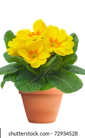 yellow primulas in flowerpot, isolated on white