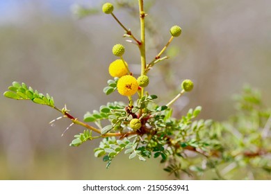 Yellow Puffball Flowers Of Acacia Sweet Thorn Plant, Vachellia Karroo