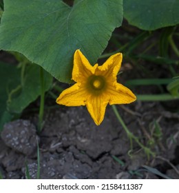 Yellow Pumpkin Flower And Leaf In The Field Against Dry Cracked Ground