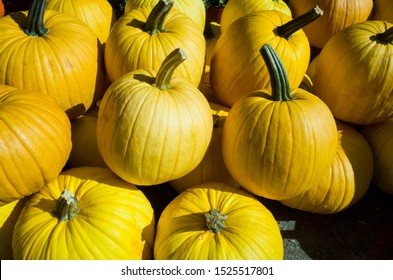 Yellow Pumpkins for sale at Farmers Market - Shutterstock ID 1525517801