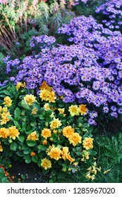 Yellow and purple flowers - Shutterstock ID 1285967020