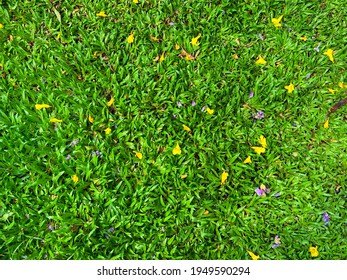 Yellow And Purple Flowers Petals Falling On Backyard ,green Grass Background On Top View