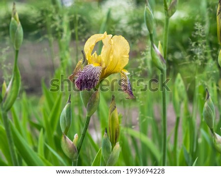 Yellow and purple iIris intermedia ´'Gracchus' blooming in a garden in June, closeup with selective focus and copy space