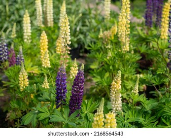 Yellow and purple lupins in the bluebonnet field. Large-leaved lupine, Lupinus polyphyllus, many-leaved lupine, blue-pod lupine