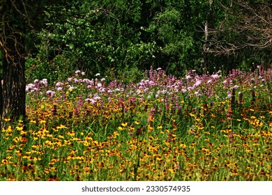 Yellow and purple wildflowers in a Texas nature preserve meadow at LBJ National Grasslands - Powered by Shutterstock