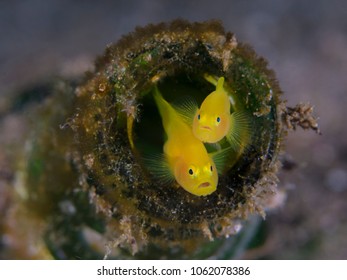 Yellow Pygmy Goby