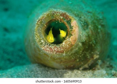 Yellow Pygmy Goby Fish Inside Glass Bottle Mouth