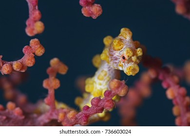 Yellow Pygmy Seahorse (Hippocampus Bargibanti)