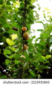 Yellow Quince Branch On A Tree Close-up