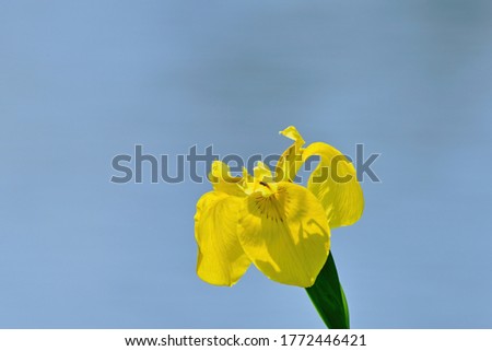 Yellow Rabbitear iris (Kakitsubata) is full blooming in the water surface background