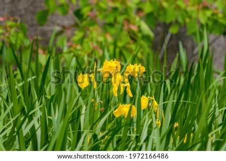 Yellow Rabbitear iris (Kakitsubata) is full blooming quietly