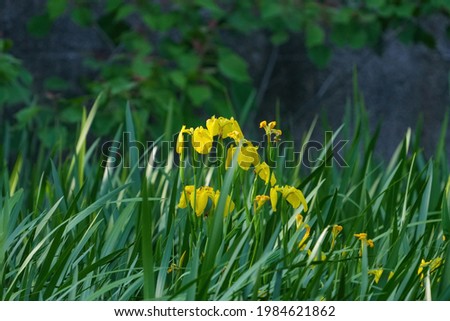 Yellow Rabbitear iris (Kakitsubata) is full blooming quietly