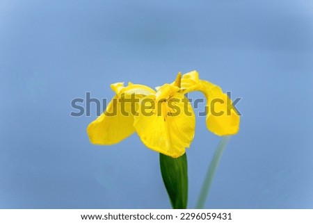 Yellow Rabbitear iris (Kakitsubata) is full blooming in the blue water surface background