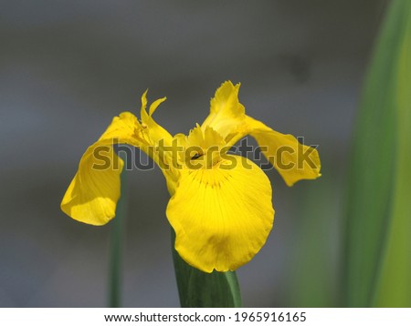 Yellow Rabbitear iris (Kakitsubata) is fully blooming shining in the light