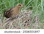 Yellow Rail peeking out of a sedge meadow close up and in the open