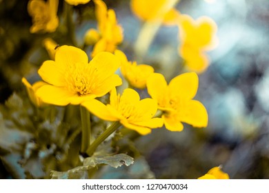 Yellow Ranunculus Aquatilis 