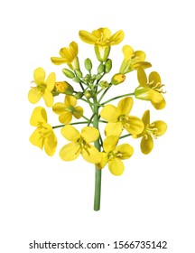 Yellow rape blossom, brassica napus