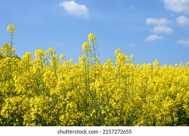 Yellow rape field background. Landscape photography. Blooming rapeseed field. Rural scene. Spring on a farm. Agriculture. Flowering, bright yellow oilseed rape (Brassica napus) field.  - Shutterstock ID 2157272655