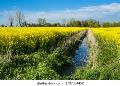 Yellow Rape Field And Drainage Ditch. Beautiful Rural Landscape In Poland