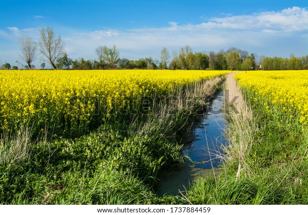 Yellow rape field and drainage ditch. Beautiful\
rural landscape in\
Poland