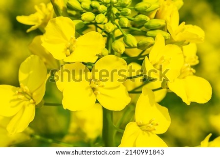Yellow rape flowers bloom in the spring season