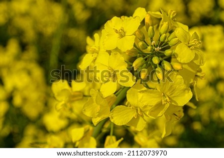 yellow rape flowers, landscape, nature