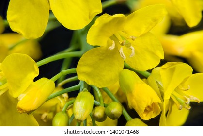 Yellow rapeseed blooms and buds in decorative detail. Brassica napus. Beautiful flowering oilseed rape. Petals, stamens, pollen and green stem. Spring floral background in gold color. Eco agriculture.