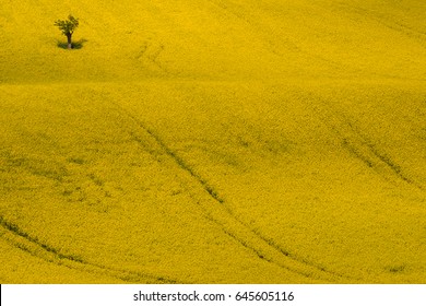 Yellow Rapeseed, Canola Or Colza Field With Apple Tree. Amazing Brassica Napus, Spring Time View. Rape Seed Is Plant For Green Energy And Oil Industry. A Field Of  Blossoms Rape And Single Pear Tree.