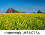 Yellow rapeseed (canola) flower field in spring, Luoping, China