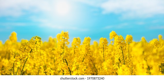 Yellow Rapeseed Field Against Blue Sky Nature Background. Blooming Canola Flowers. 