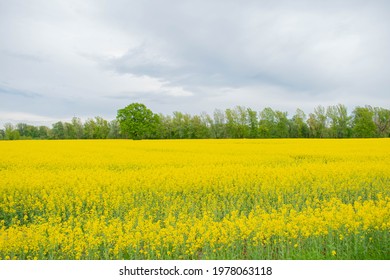 Yellow Rapeseed Field. Agriculture And Biofuel Production Theme.